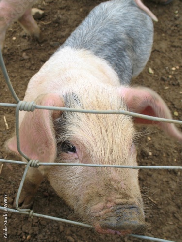 piglet