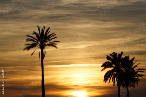 palm tree sunset © Owen Mather