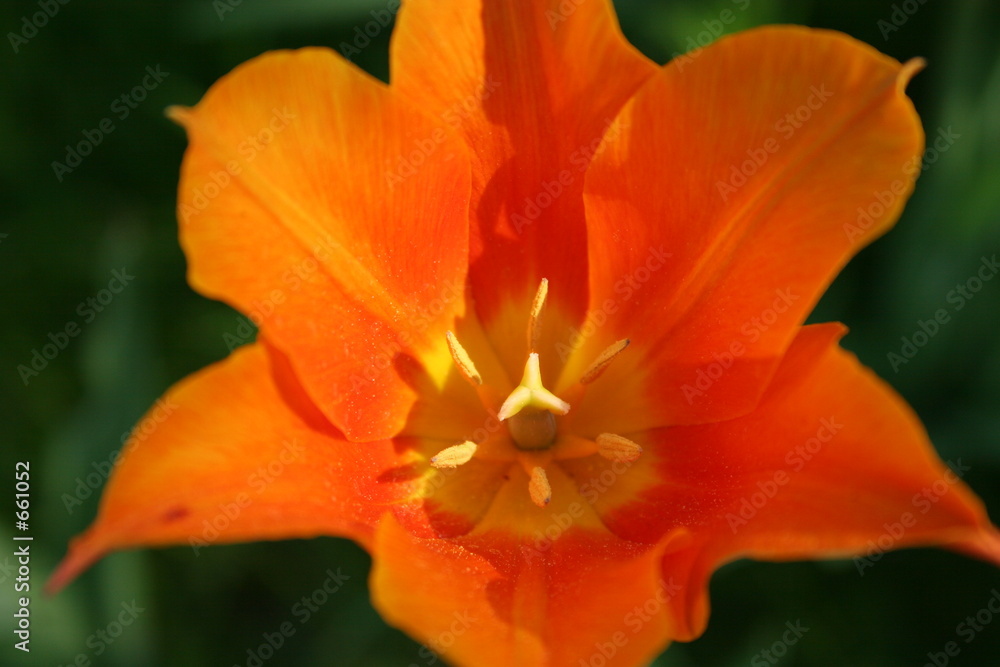 orangefarbene tulpenblüte von oben
