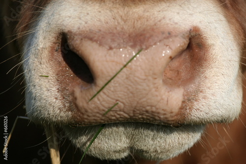 nez de vache