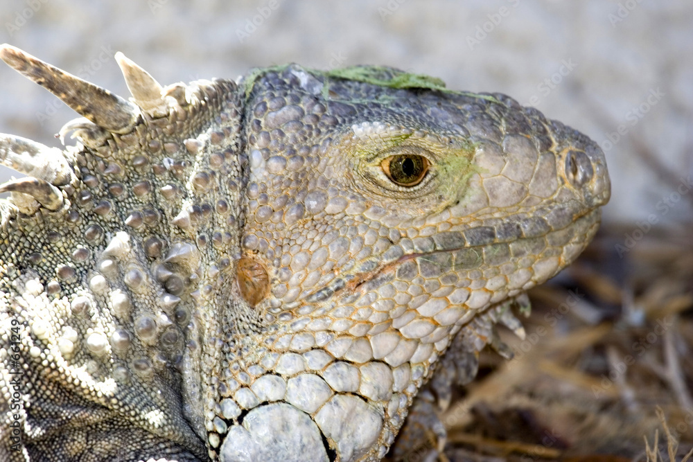 Fototapeta premium iguana3537
