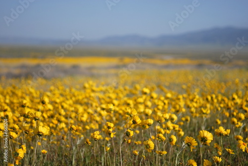 beautiful wild flowers  yellow