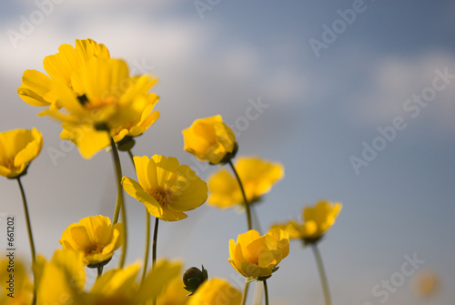 beautiful wild flowers: yellow 3