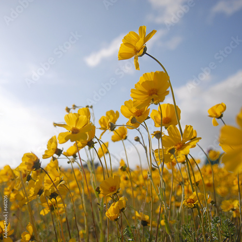beautiful wild flowers: yellow square