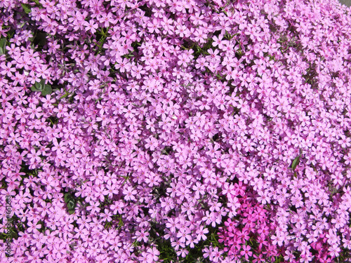 unique flowers garden wallpaper