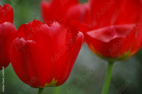 tulipe