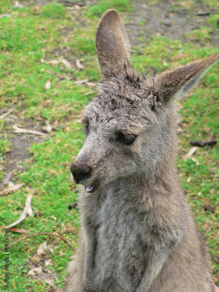 joey grey kangaroo