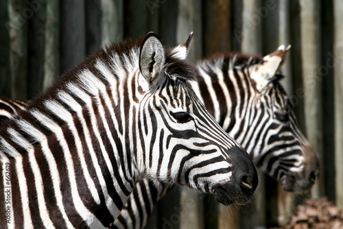 zebra brothers