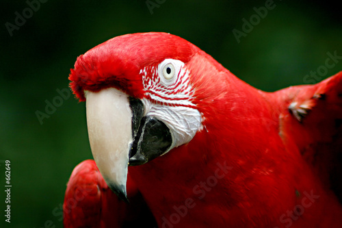 red macaw