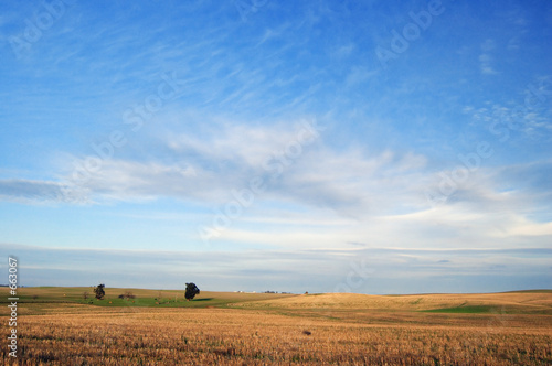 country field