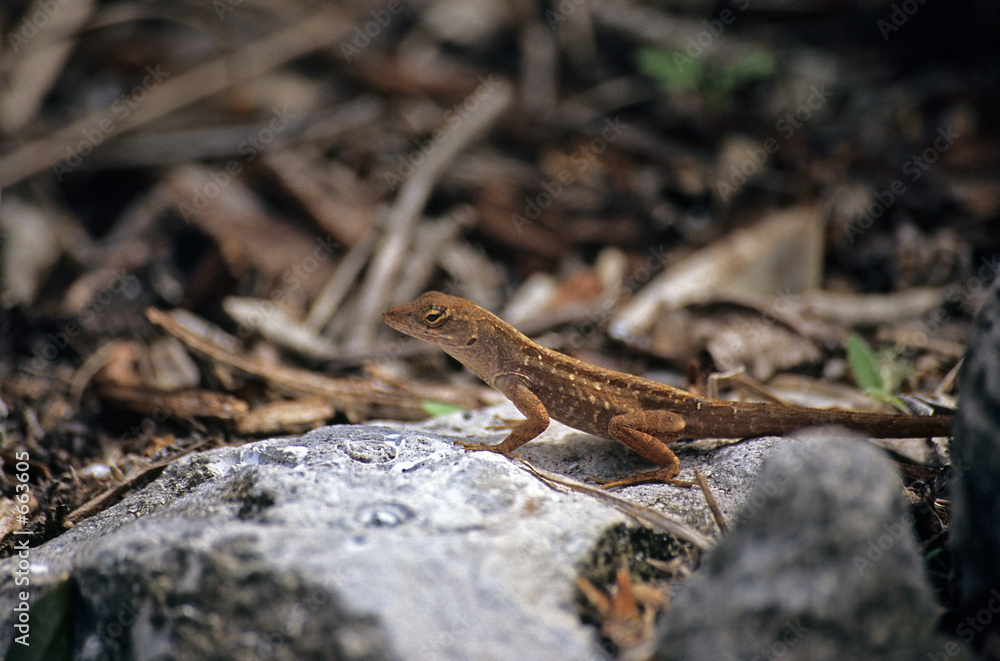 gecko lizard on rock gecko lizard on rock