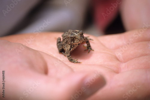 tiny toad © Alison Cornford