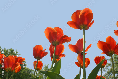 rote tulpen vor blauem himmel