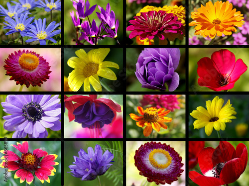 red & purple flower collection