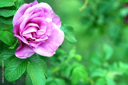 Cuadro en lienzo rose
