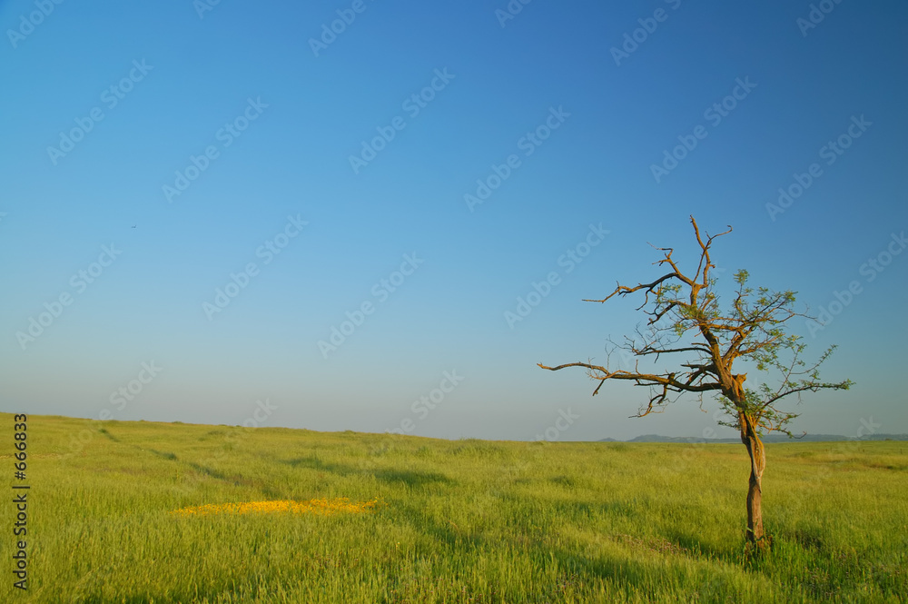 spring field