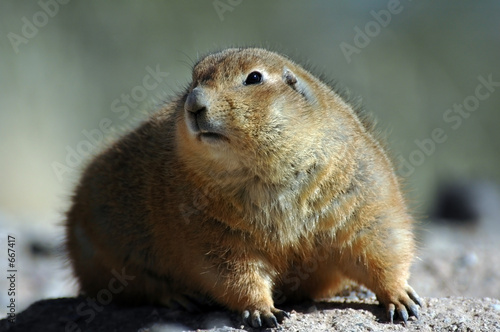 prairie dog