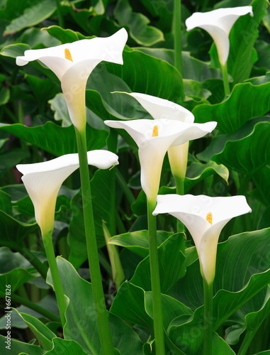 arum lilies #667826
