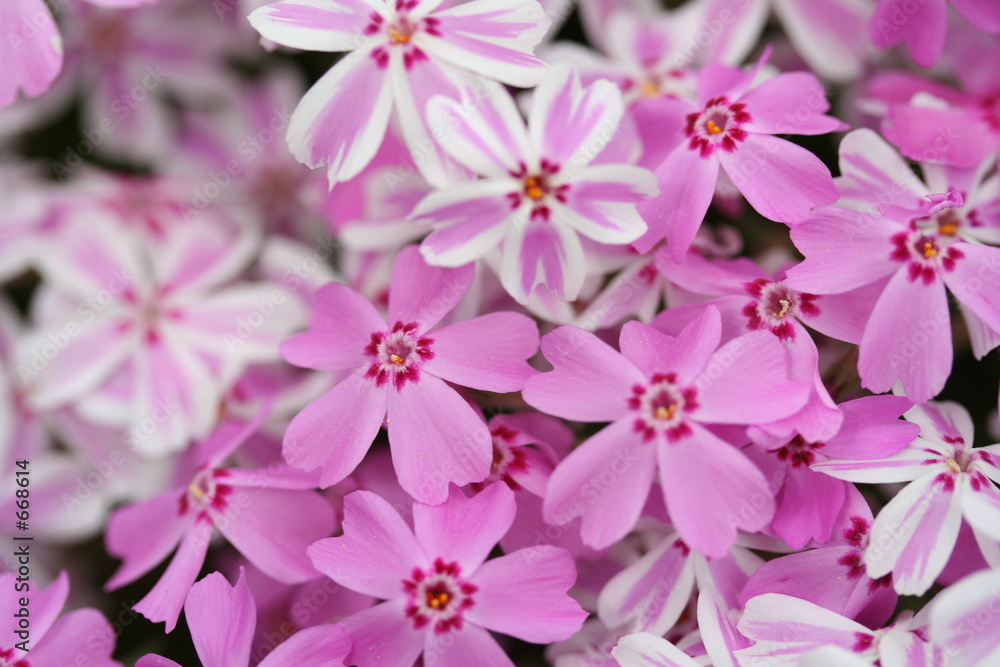 pink spring flowers pink spring flowers