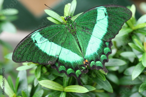sparkling green butterfly #668620