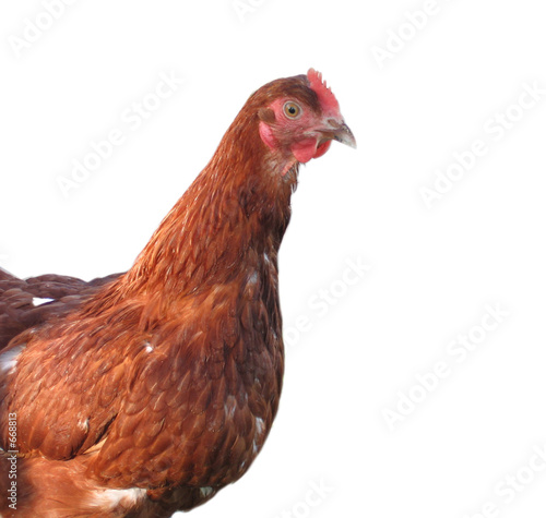 hen on white