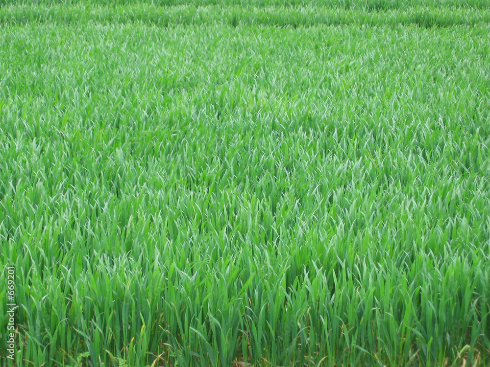 young corn field young corn field