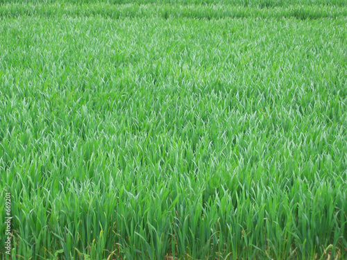 young corn field