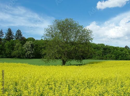 rapsfeld mit baum
