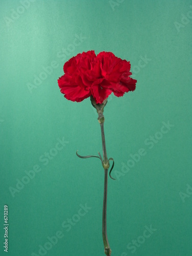 red carnation on a green background