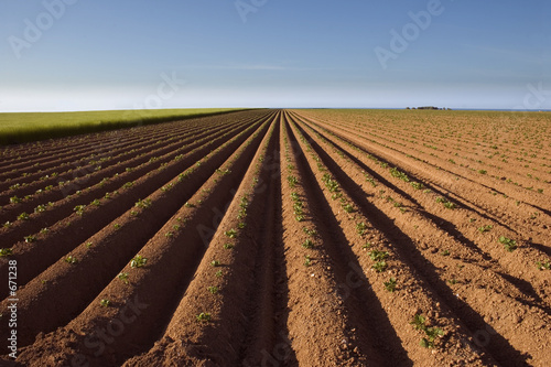 furrows