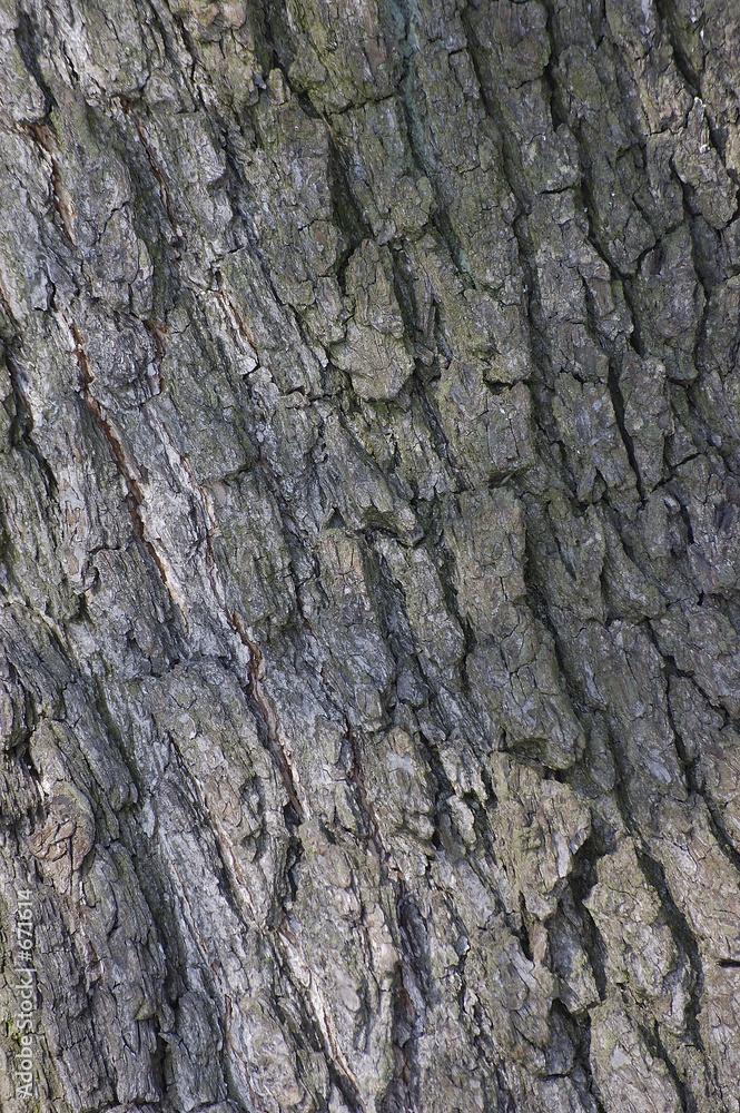 bark texture bark texture
