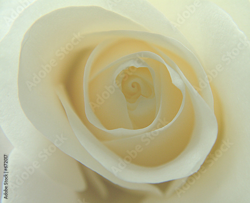 rose blanche