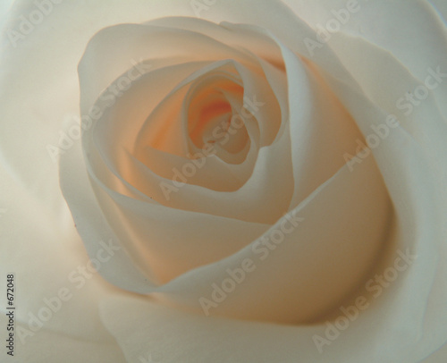 rose blanche