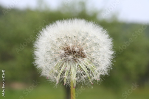 dandelion