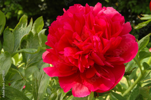 fleur de pivoine rouge