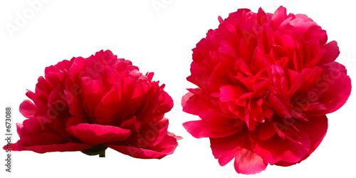 fleurs de pivoine rouge détourée