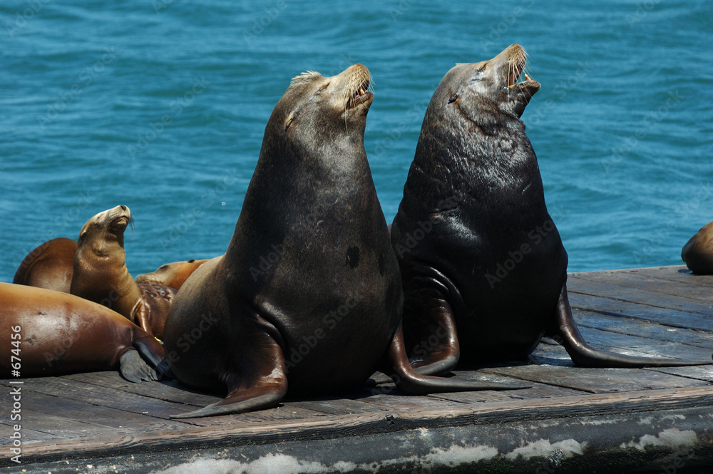 Fototapeta premium singing sea lions