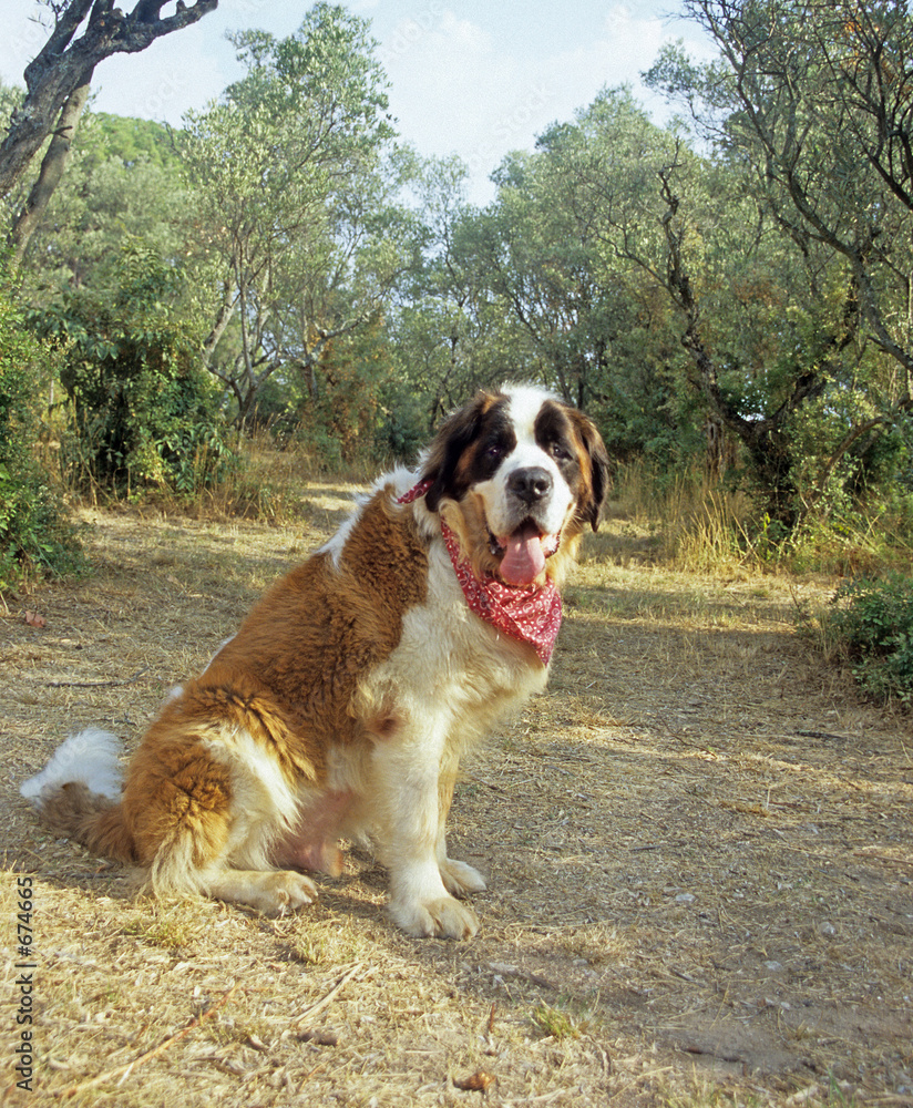 Happy discount st bernard