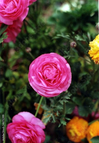 fleur rose