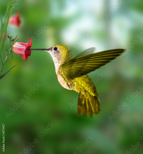 Valokuvatapetti hummingbird