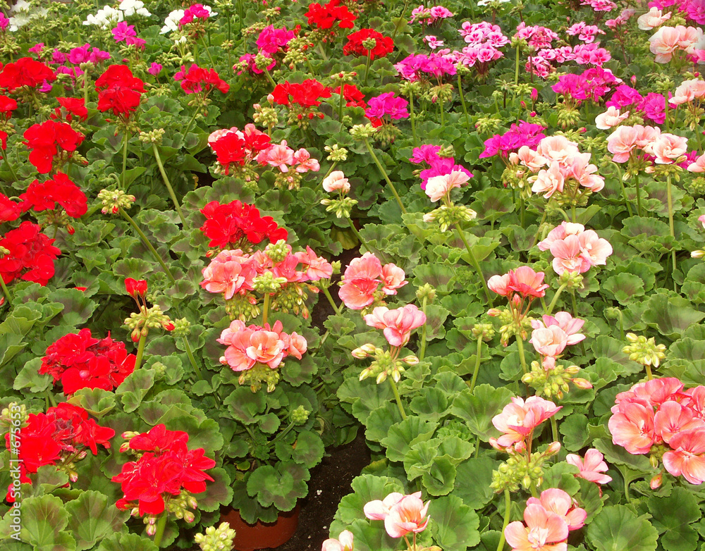 Un parterre de géraniums rouges et roses Un parterre de géraniums rouges et roses