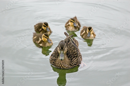 mother duck and ducklings