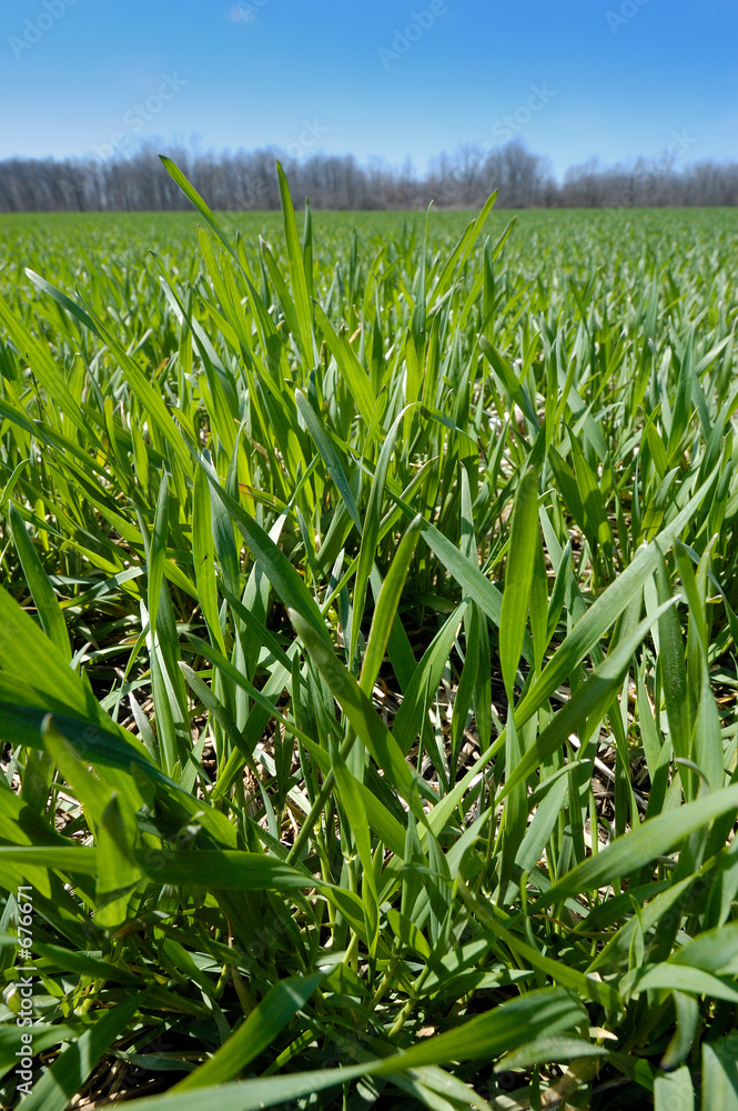 Obraz premium wheat field