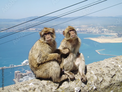 barbary apes