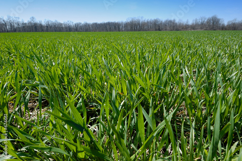 wheat field