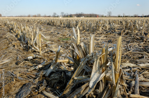 corn stubble