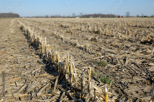 corn stubble