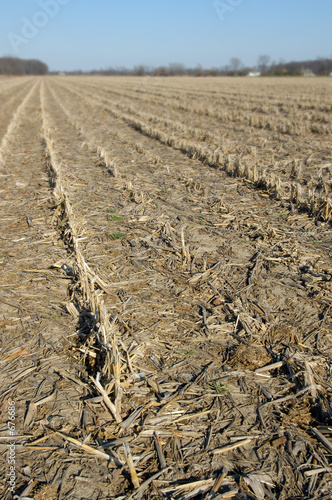 corn stubble