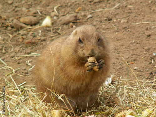  prairie dog eating photo