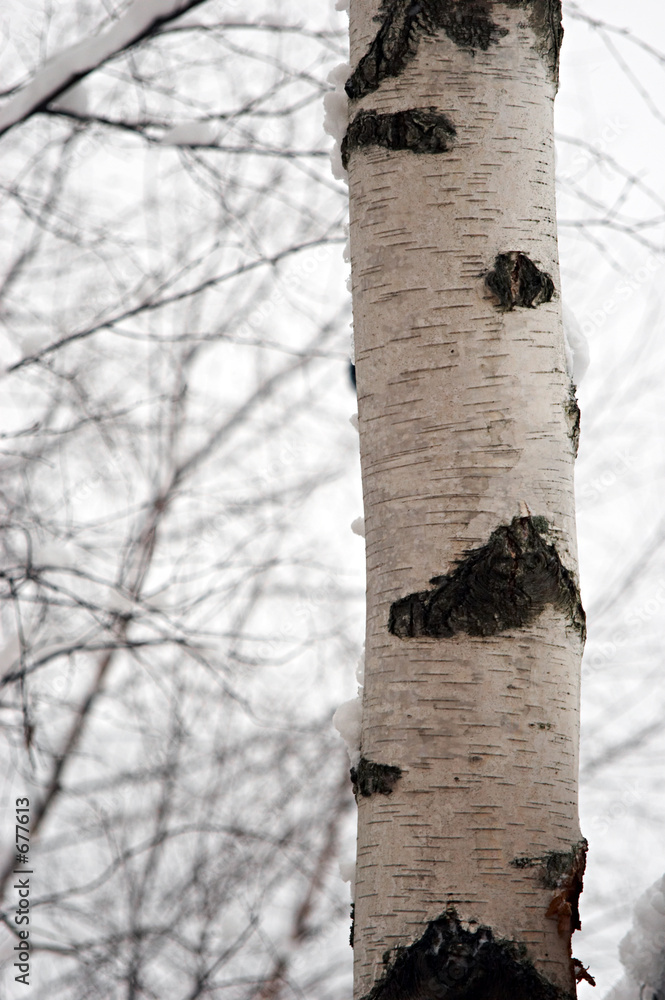 Fototapeta premium birch trunk
